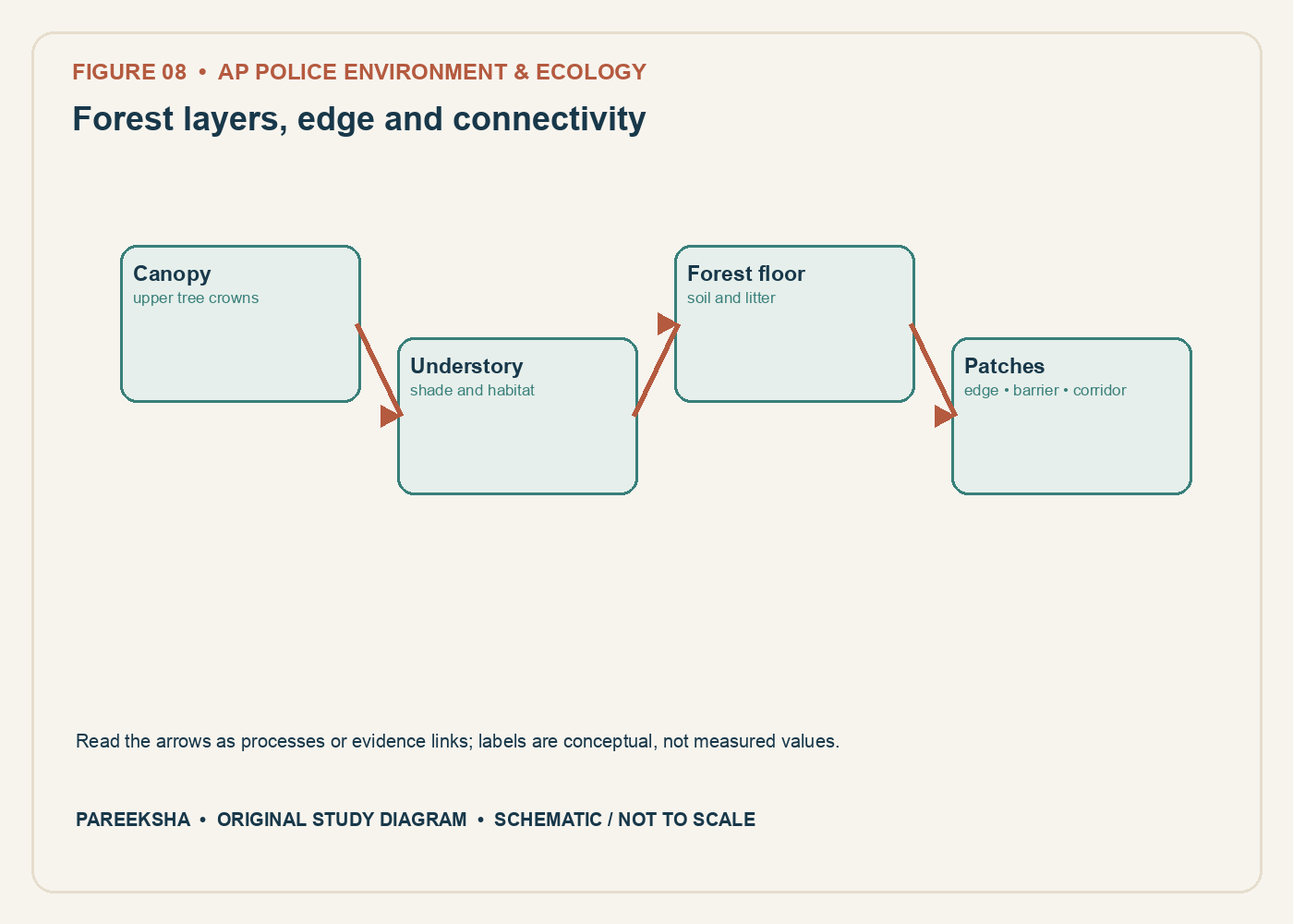 Forest layers, edge and connectivity. Original conceptual diagram, schematic and not to scale.