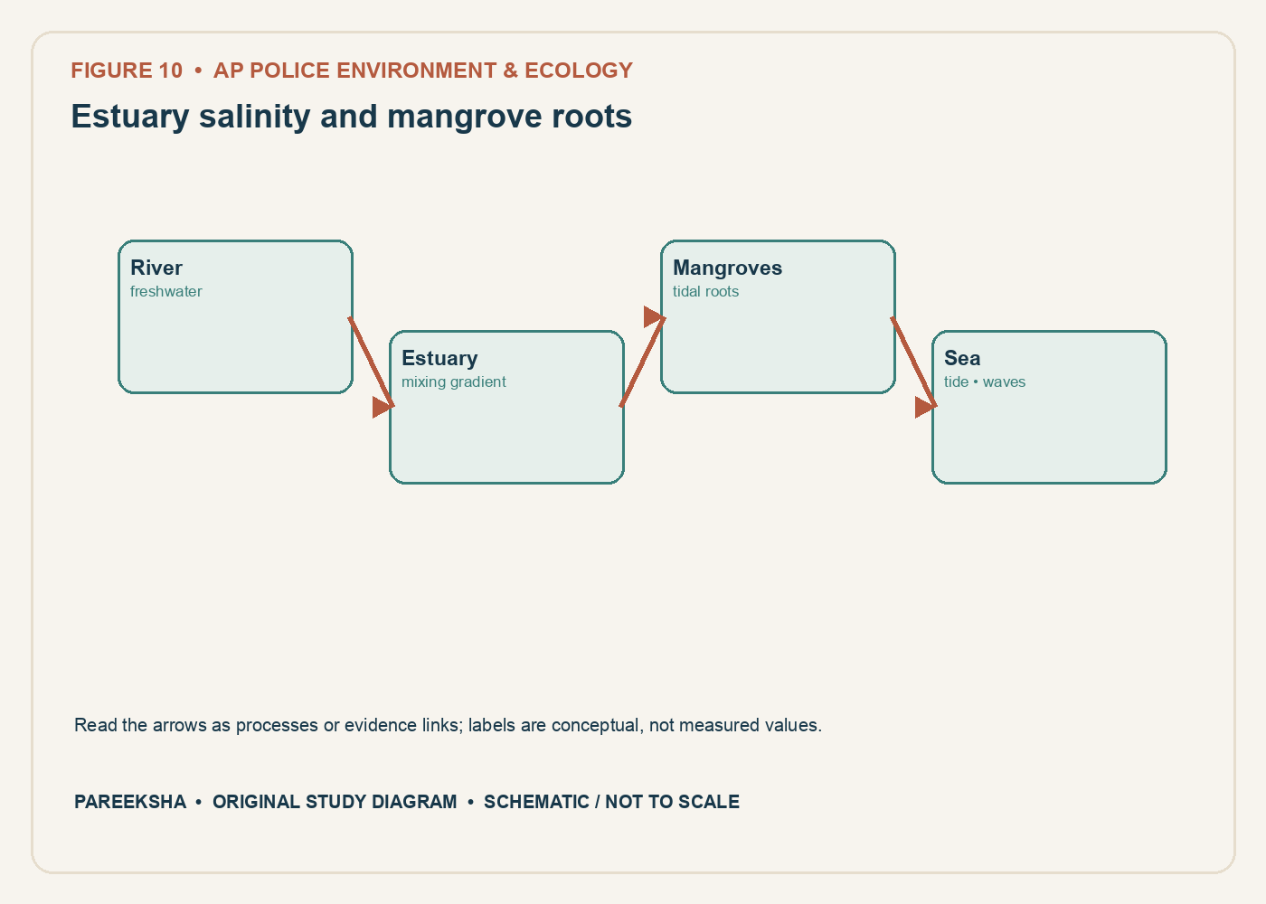 Estuary salinity and mangrove roots. Original conceptual diagram, schematic and not to scale.