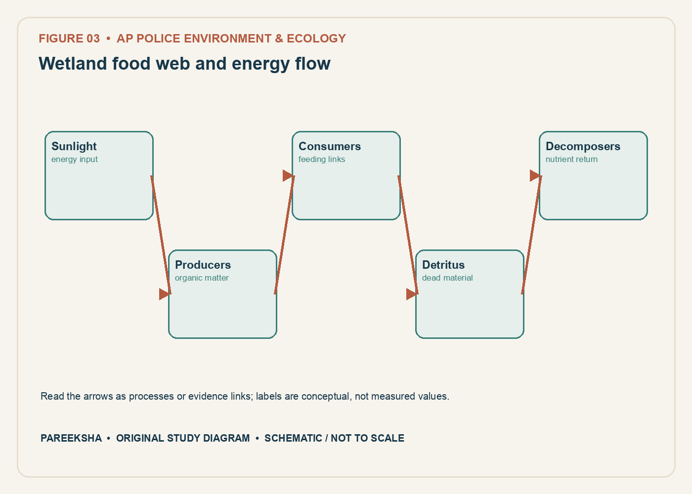 Wetland food web and energy flow. Original conceptual diagram, schematic and not to scale.