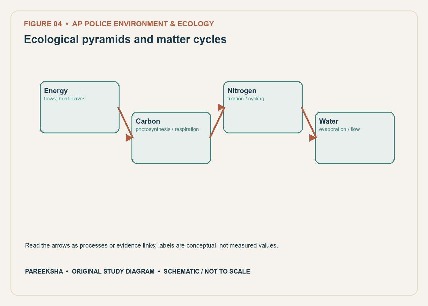 Ecological pyramids and matter cycles. Original conceptual diagram, schematic and not to scale.